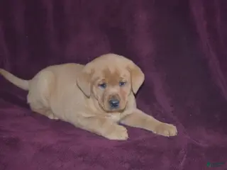 Labrador Retriever dogs Labrador Retriever Puppy 1 - Ad 23