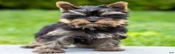 Yorkshire Terrier dogs for sale: Willy Yorkshire Terrier Puppy  - Ad 17