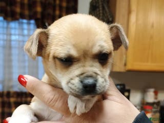 Chihuahua dogs Blaze - Ad 37