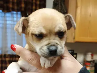 Chihuahua dogs Blaze - Ad 36