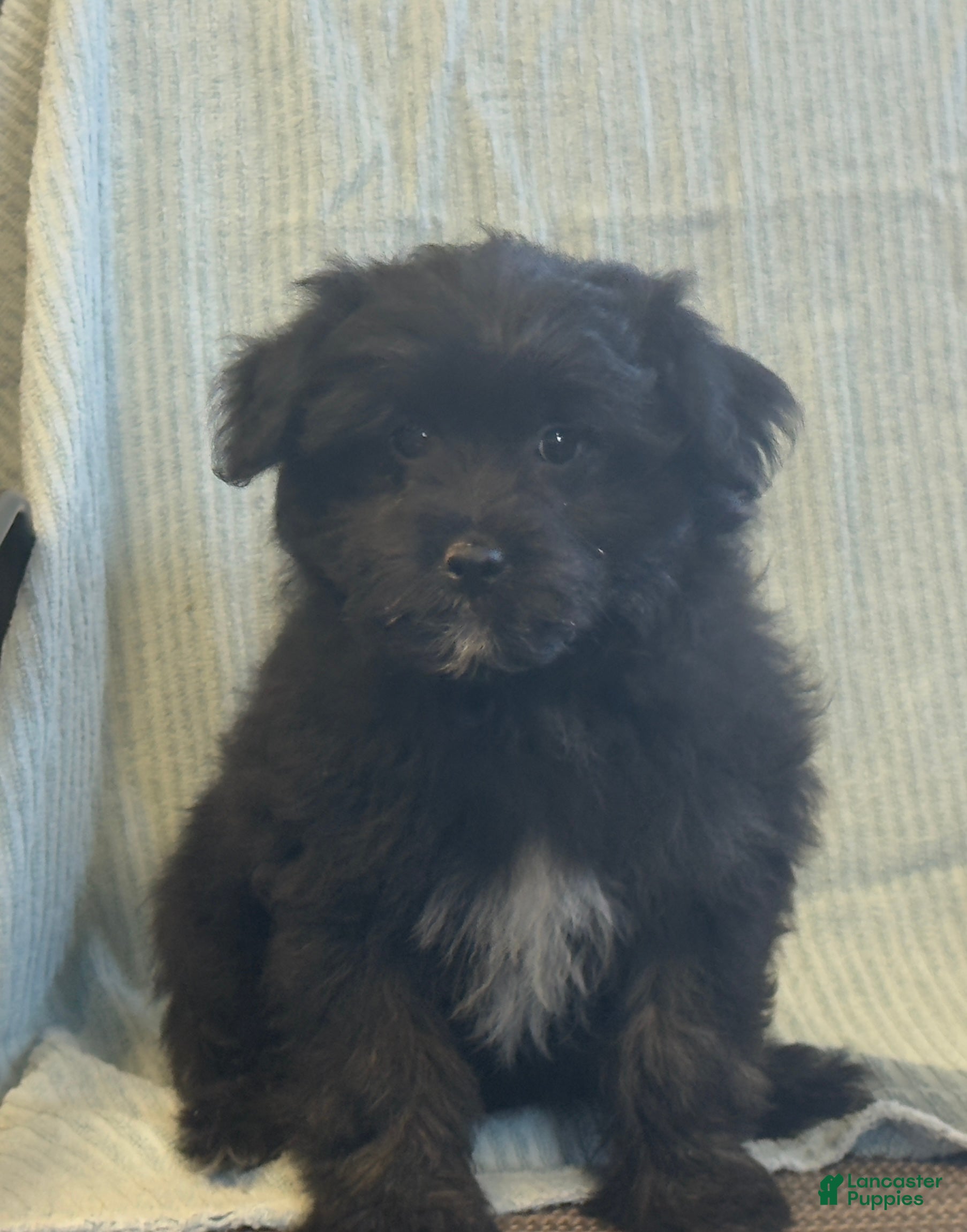 Pomapoo dogs Lonnie - Ad 1