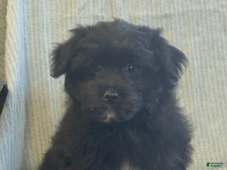 Pomapoo dogs Lonnie - Ad 12