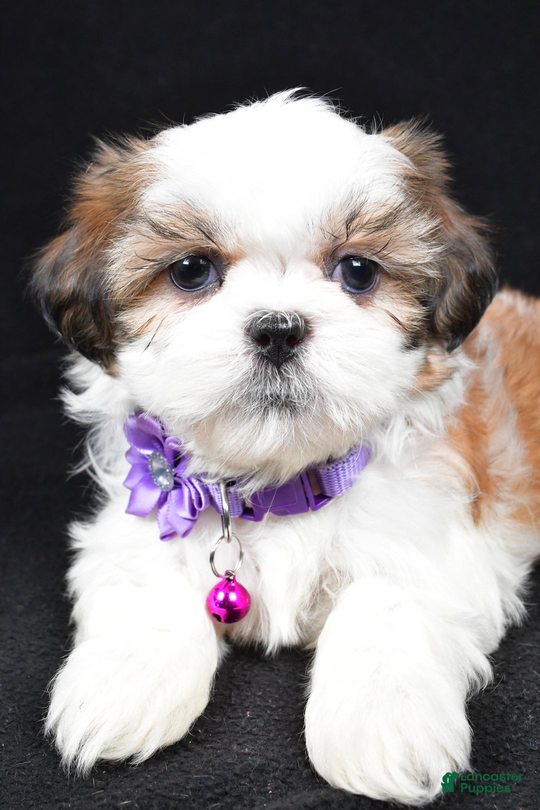 Shih Tzu dogs for sale: Hazel - Ad 3