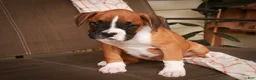 Boxer dogs for sale: Holly - Ad 4