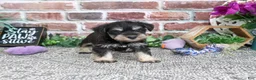 Miniature Schnauzer dogs for sale: Leah - Ad 4