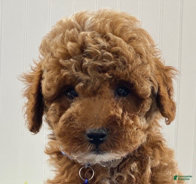 Toy Poodle dogs Hudson - Ad 2