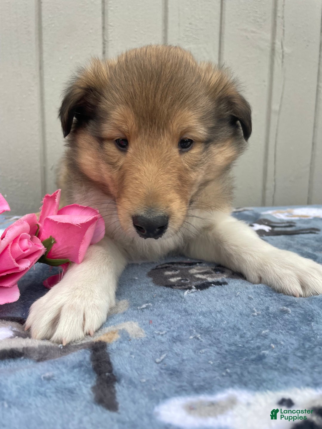 Collie dogs for sale: Connie - Ad 3