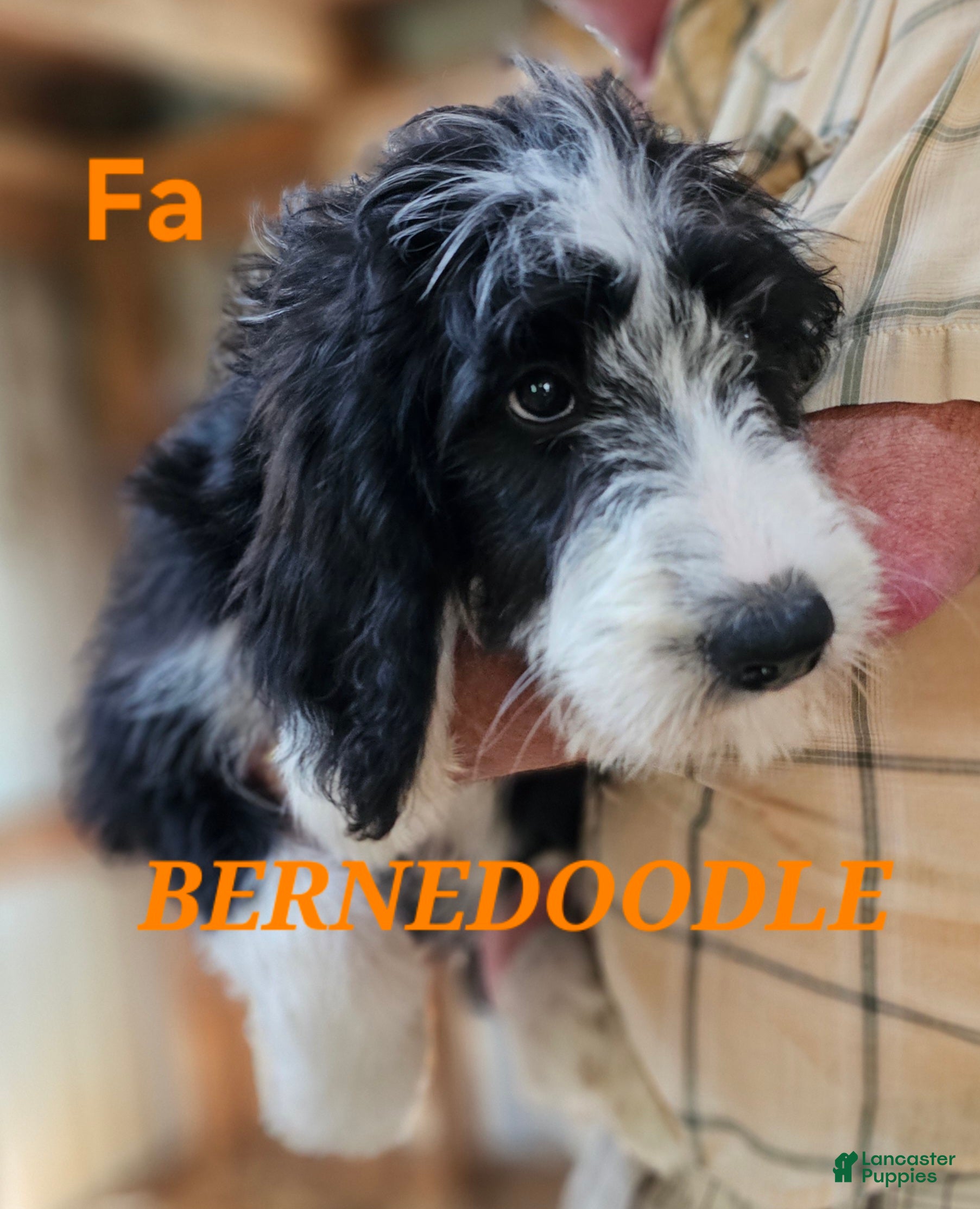 Bernedoodle dogs Bernedoodle  - Ad 2