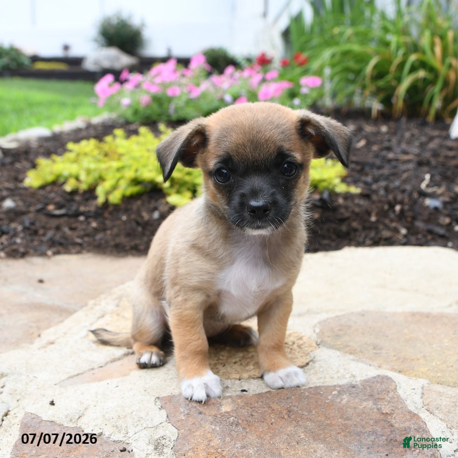 Chihuahua dogs Lola - Ad 2