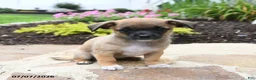 Chihuahua dogs for sale: Lola - Ad 2