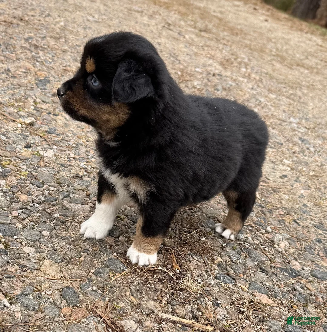 Australian Shepherd dogs for sale: Sugar - Ad 2