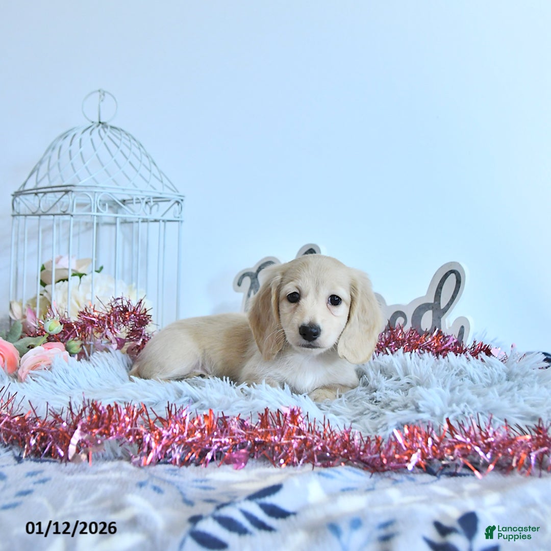 Miniature Dachshund dogs for sale: Emmeline - Ad 1