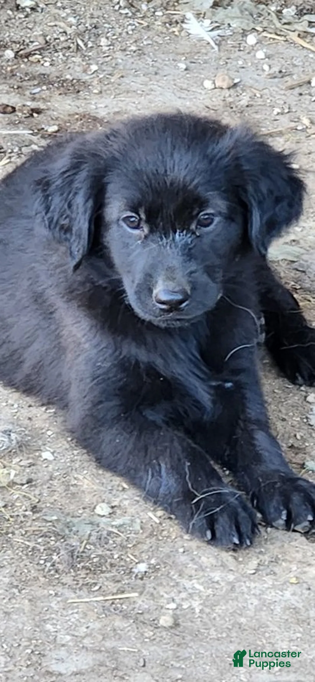 Golden Shepherd dogs for sale: Anna - Ad 1