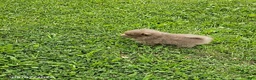 Pomeranian dogs for sale: Teddy - Ad 9