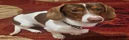 Dachshund dogs for sale: Dachshund 1 - Ad 7
