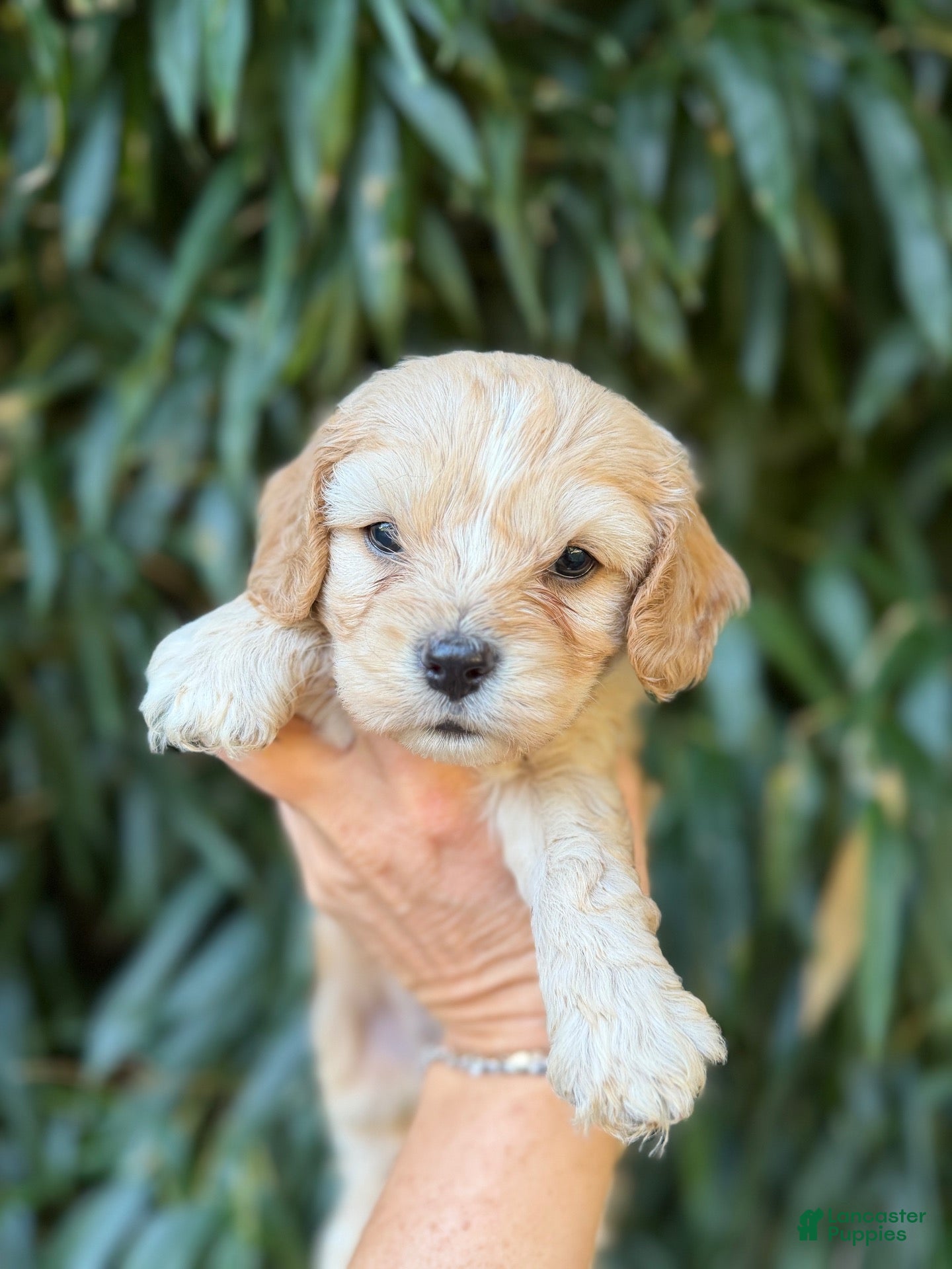 Cavachon dogs Cavachon 2 - Ad 37