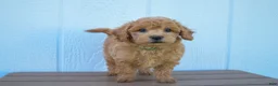 Bichpoo dogs for sale: Kyle 🐶💖 - Ad 12