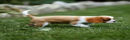 Cavalier King Charles Spaniel dogs for sale: Arlan Cavalier King Charles Spaniel Puppy  - Ad 17