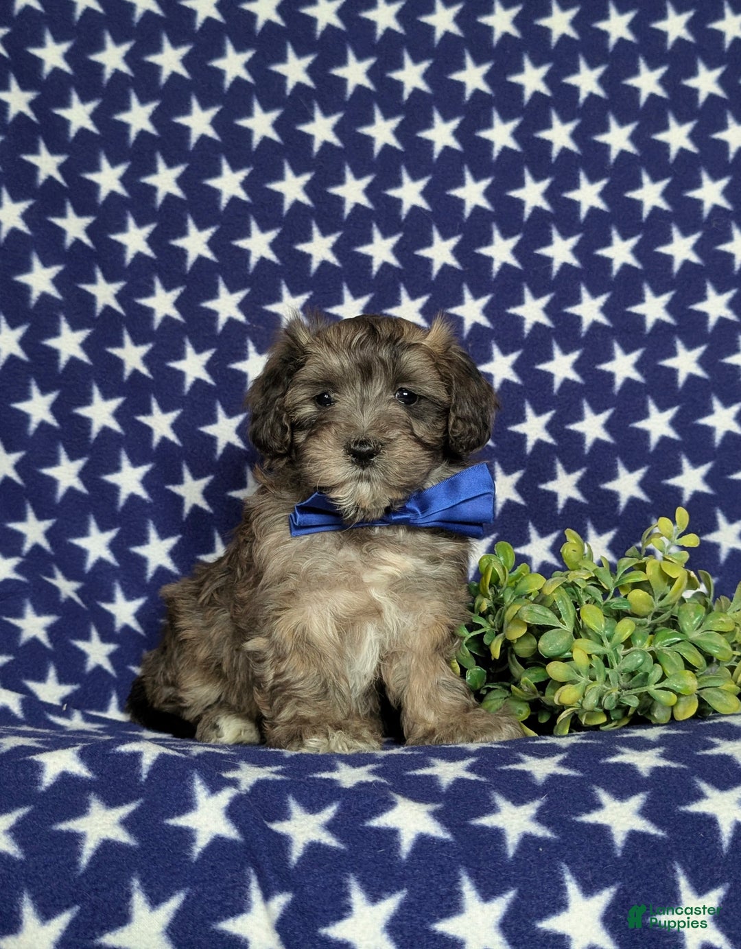 Maltipoo dogs for sale: Carl - Ad 5