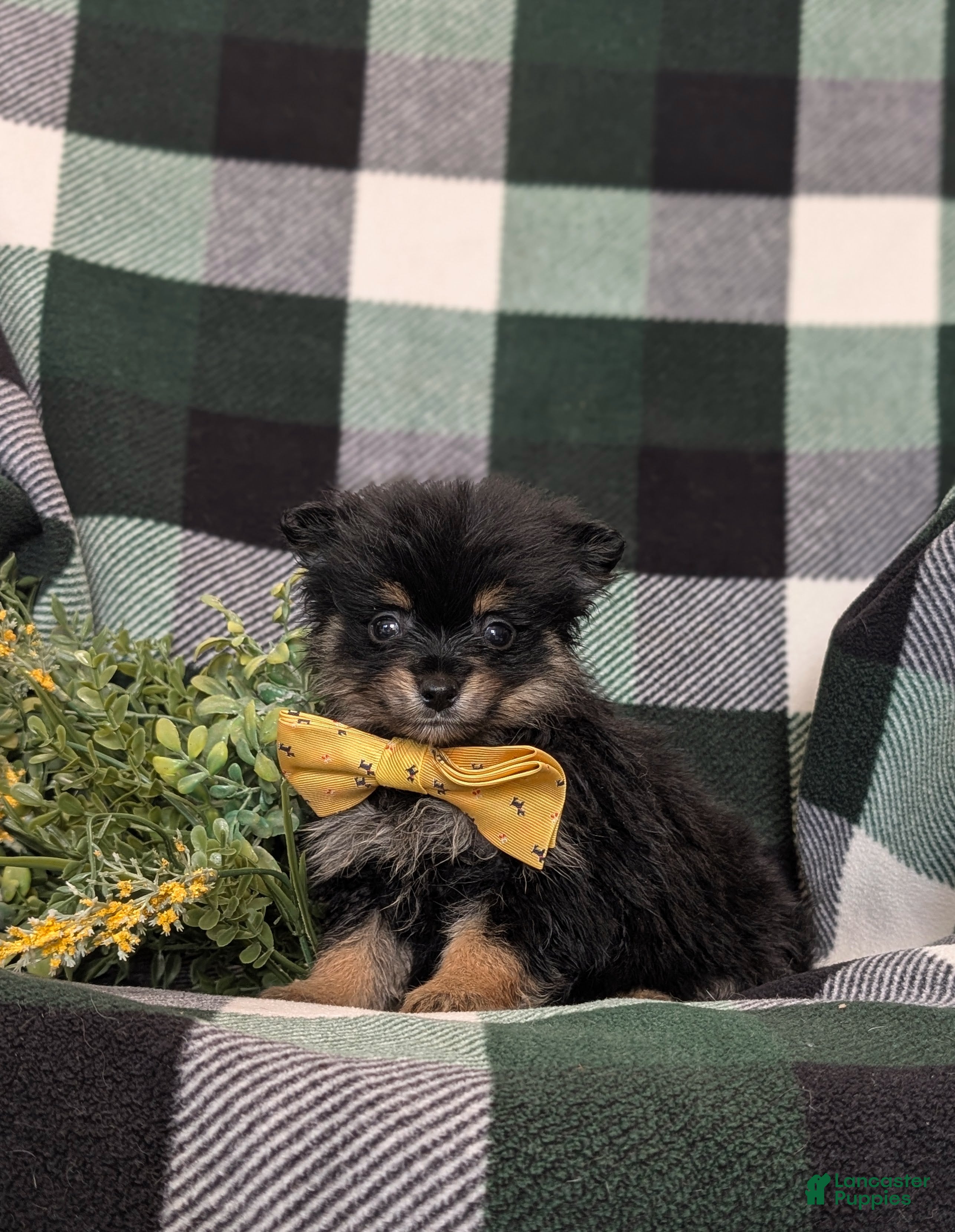 Pomeranian dogs Bradly - Ad 2