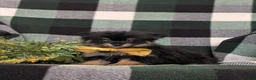 Pomeranian dogs for sale: Bradly - Ad 2