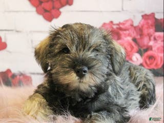 Miniature Schnauzer dogs Finnigan - Ad 23