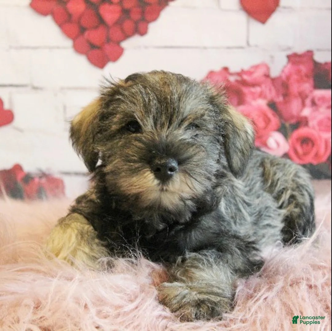 Miniature Schnauzer dogs for sale: Finnigan - Ad 1