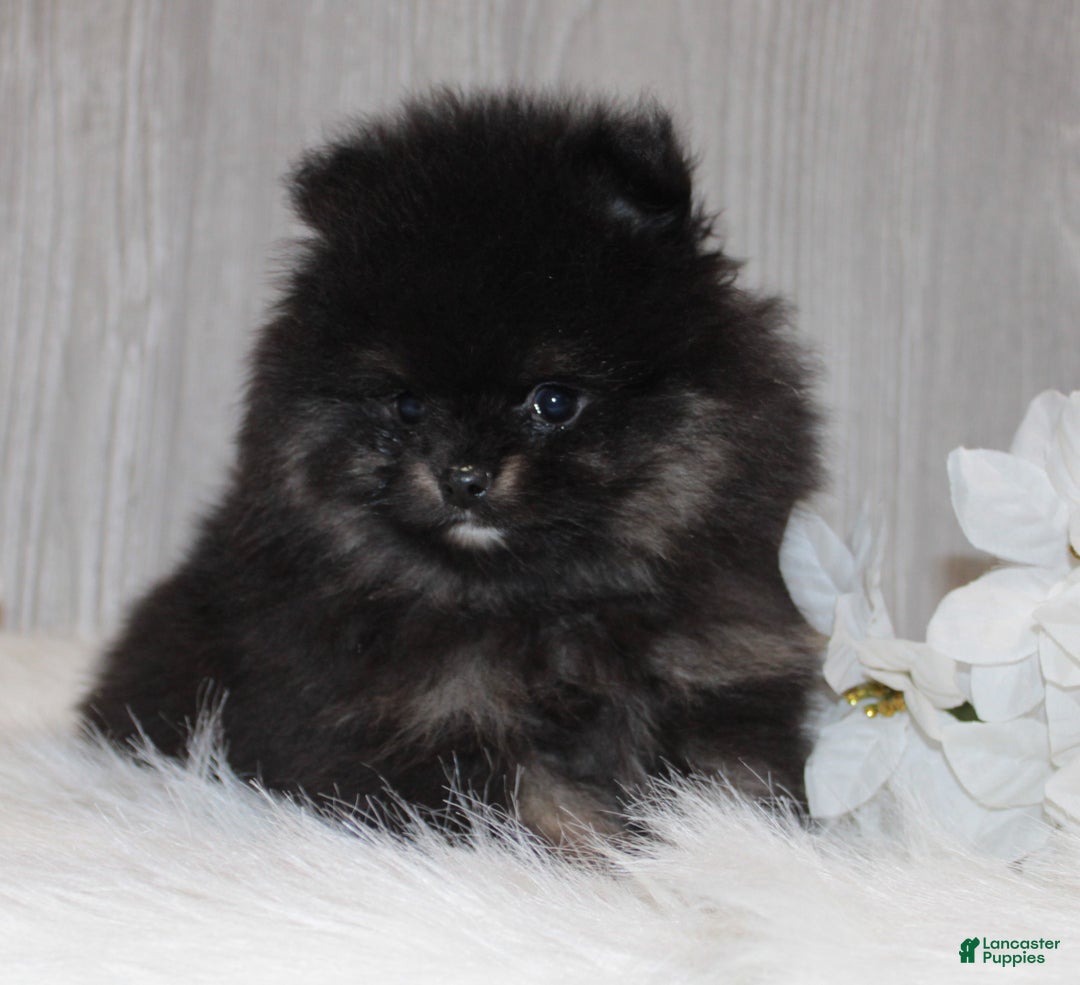 Pomeranian dogs for sale: Kason - Ad 9