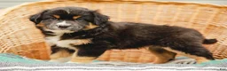 Miniature Australian Shepherd dogs for sale: Murphy - Ad 7