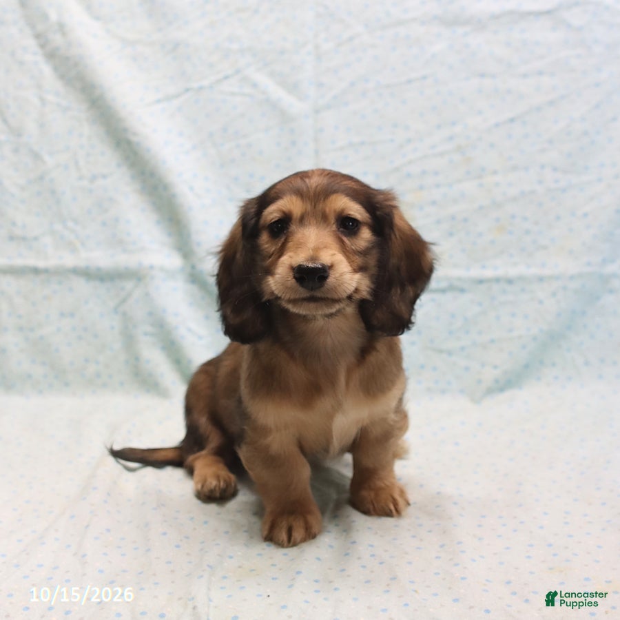 Dachshund dogs Amanda - Ad 2