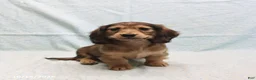 Dachshund dogs for sale: Amanda - Ad 2