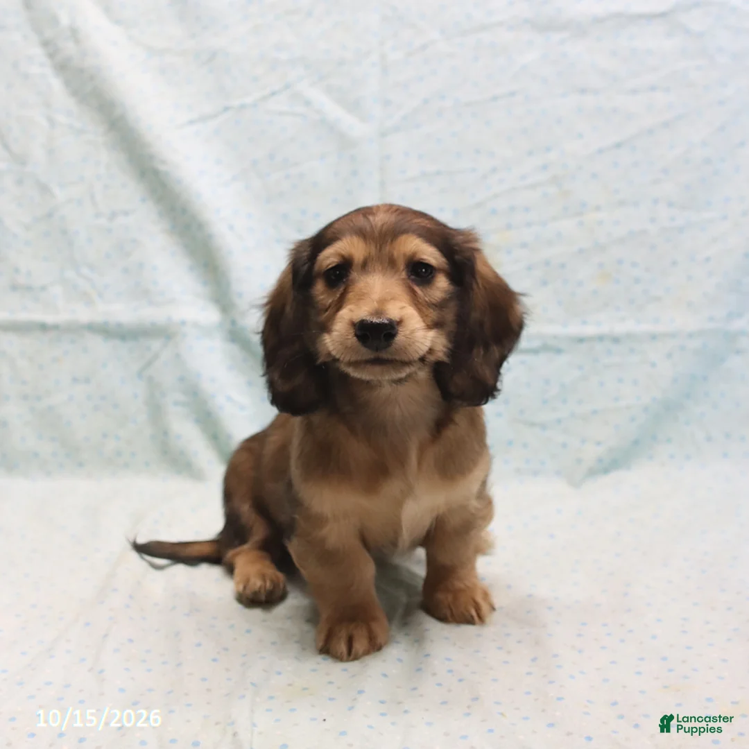 Dachshund dogs for sale: Amanda - Ad 2