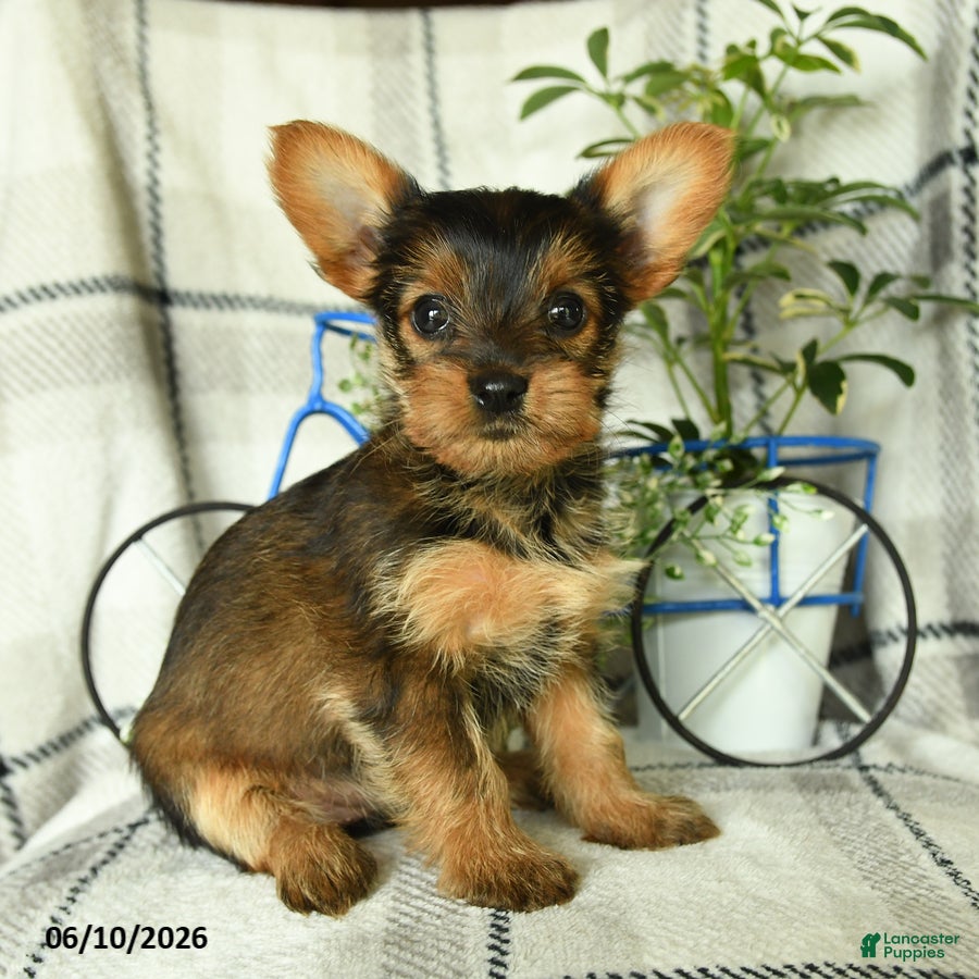 Yorkshire Terrier dogs Vekaya - Ad 1