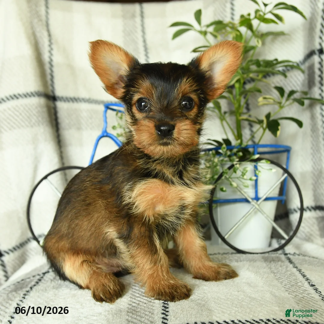 Yorkshire Terrier dogs for sale: Vekaya - Ad 1