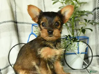 Yorkshire Terrier dogs for sale: Vekaya - Ad 2