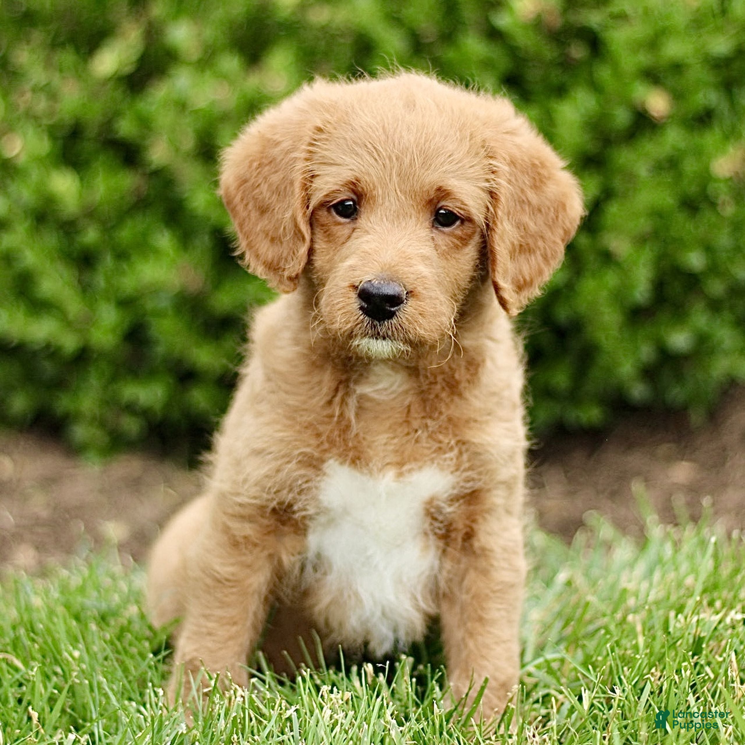 Labradoodle dogs Shane  - Ad 1