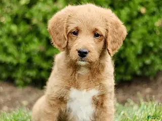 Labradoodle dogs for sale: Shane - Ad 2