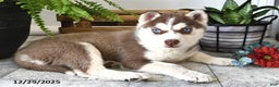 Siberian Husky dogs for sale: Luna  - Ad 1