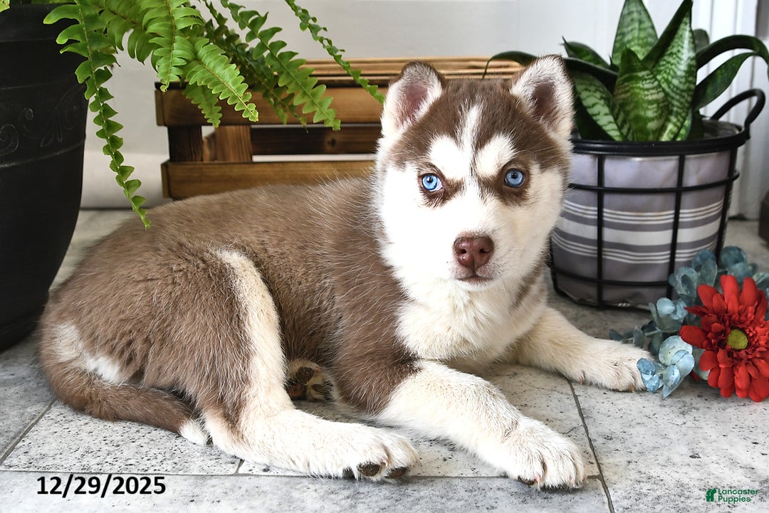 Siberian Husky dogs for sale: Luna  - Ad 1