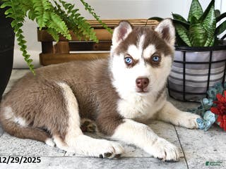Siberian Husky dogs Luna - Ad 18