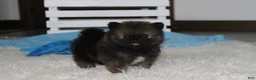 Pomeranian dogs for sale: Buttons  - Ad 1