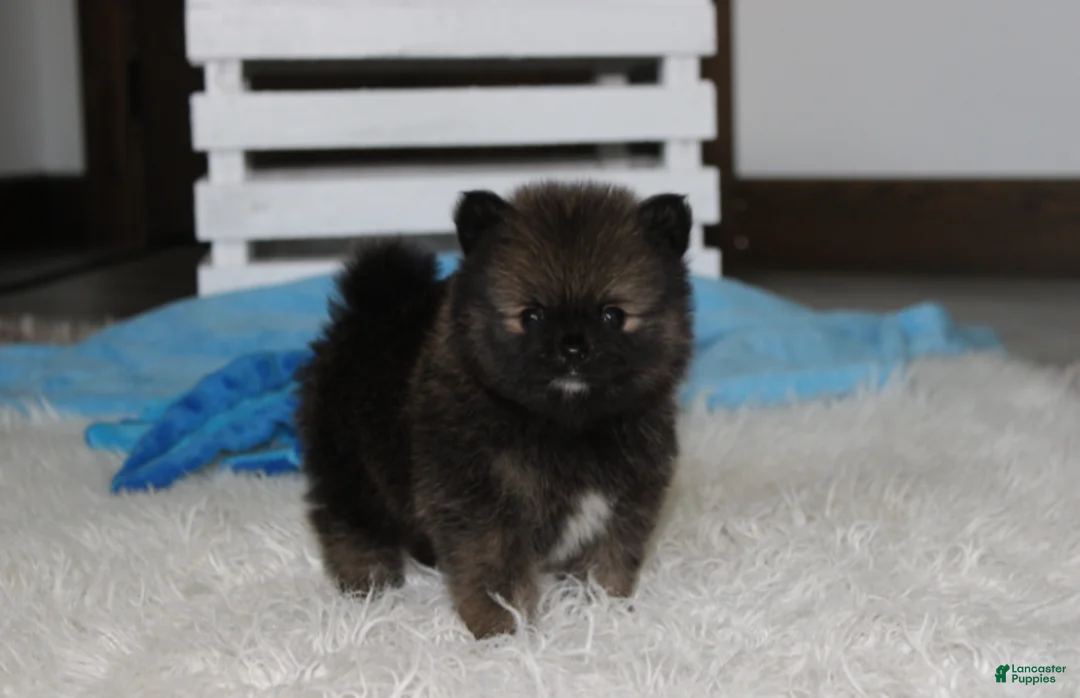 Pomeranian dogs for sale: Buttons  - Ad 1