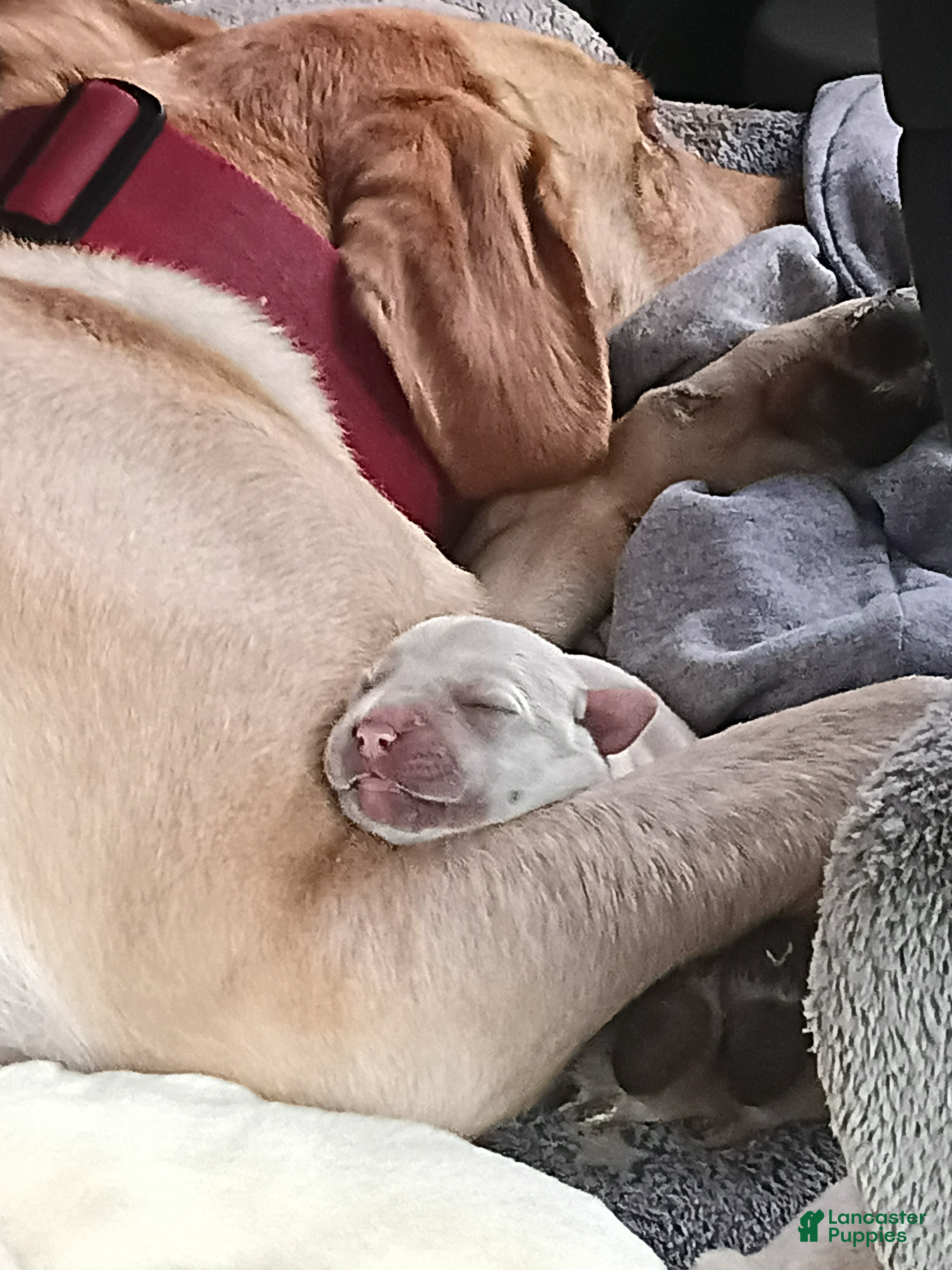 Labrador Retriever dogs for sale: Labrador Retriever 8 - Ad 2