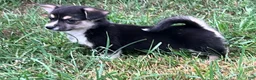 Mixed Breed dogs for sale: Petite Nina  - Ad 2
