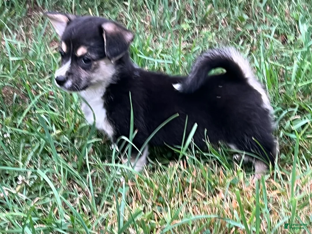 Mixed Breed dogs for sale: Petite Nina  - Ad 2
