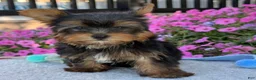 Yorkshire Terrier dogs for sale: Ira - Ad 16