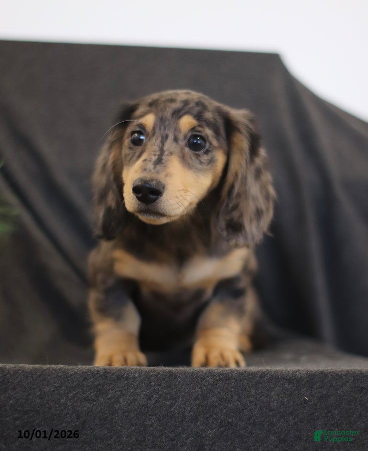 Miniature Dachshund dogs Venus - Ad 2