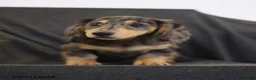 Miniature Dachshund dogs for sale: Venus - Ad 2