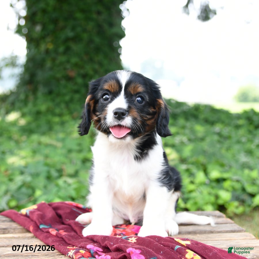 Cavalier King Charles Spaniel dogs for sale: Griffin - Ad 3