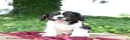 Cavalier King Charles Spaniel dogs for sale: Griffin - Ad 1
